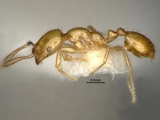 Monomorium atomum - CASENT0884329