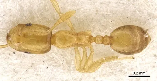 Monomorium atomum - CASENT0902276