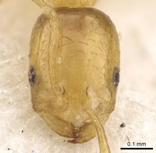 Monomorium atomum - CASENT0902276