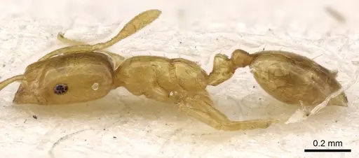 Monomorium atomum - CASENT0902276