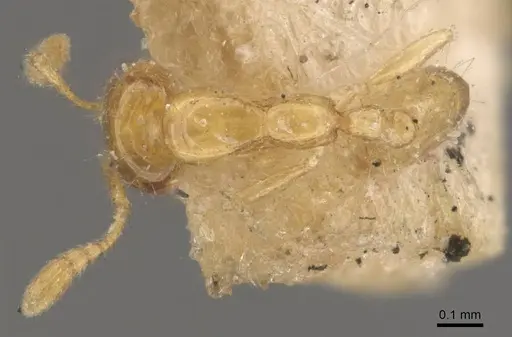 Monomorium atomum - CASENT0908763