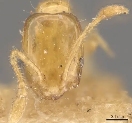 Monomorium atomum - CASENT0908763