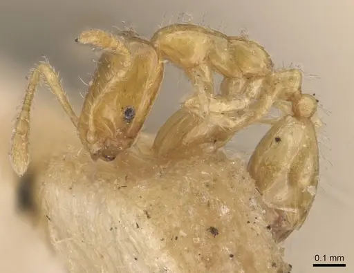 Monomorium atomum - CASENT0908763