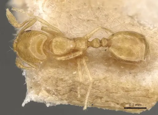 Monomorium atomum - CASENT0908764