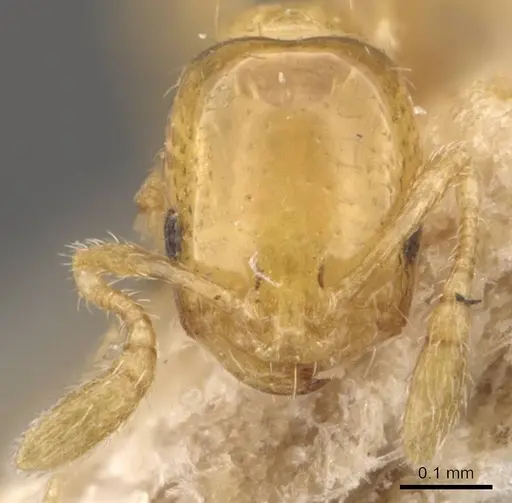 Monomorium atomum - CASENT0908764