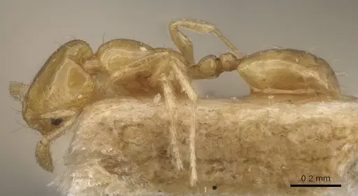 Monomorium atomum - CASENT0908764