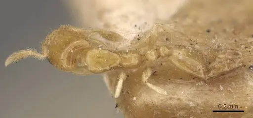 Monomorium atomum - CASENT0908765