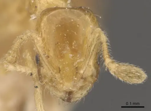 Monomorium atomum - CASENT0908765