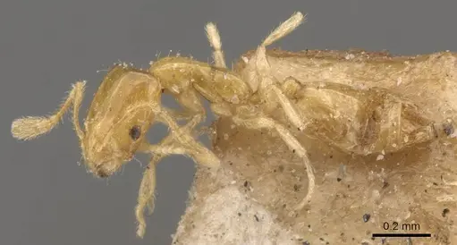 Monomorium atomum - CASENT0908765