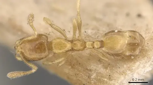 Monomorium atomum - CASENT0908766