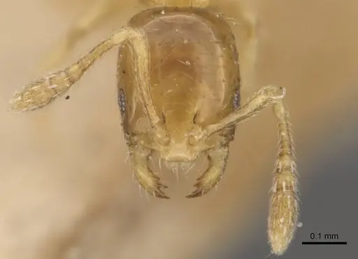 Monomorium atomum - CASENT0908766