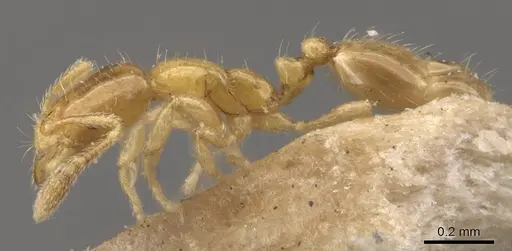 Monomorium atomum - CASENT0908766