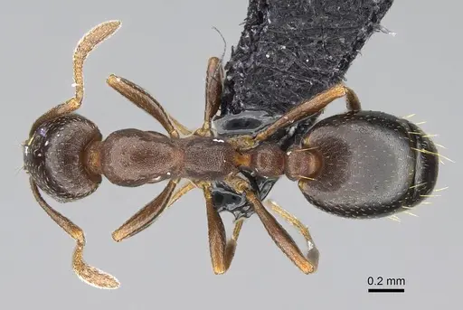 Monomorium australe specimen