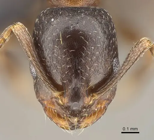 Monomorium australe specimen