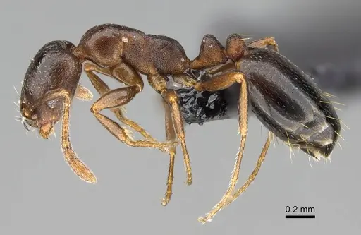 Monomorium australe specimen