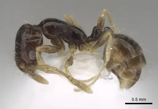 Monomorium balathir specimen