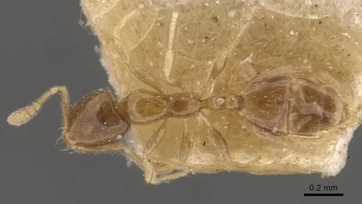 Monomorium banksi specimen