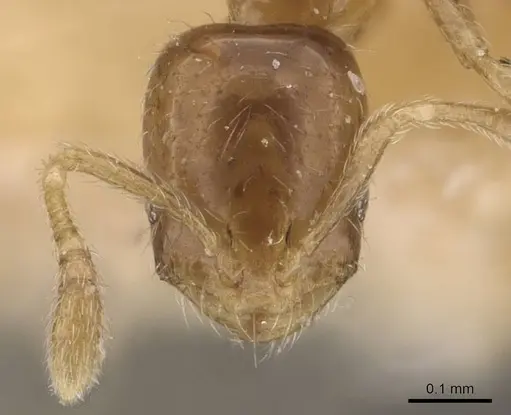 Monomorium banksi specimen