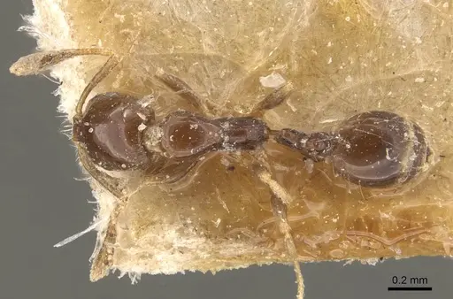 Monomorium bequaerti specimen