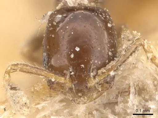 Monomorium bequaerti specimen