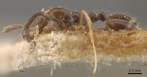 Monomorium bequaerti specimen