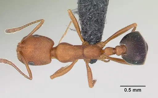 Monomorium bicolor specimen