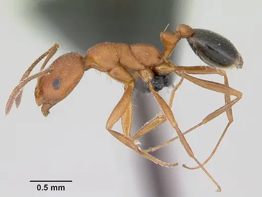 Monomorium bicolor specimen