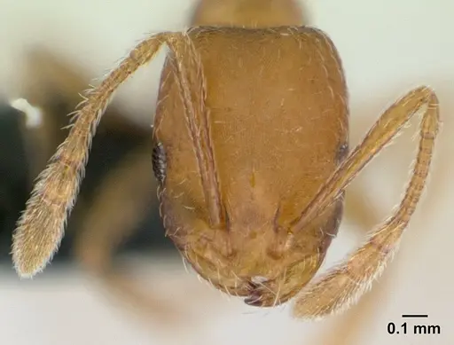 Monomorium bicolor - CASENT0178876