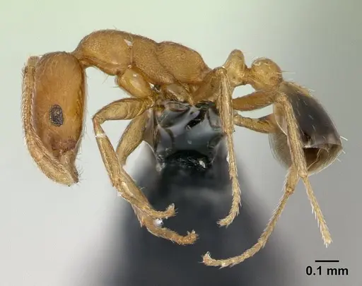 Monomorium bicolor - CASENT0178876