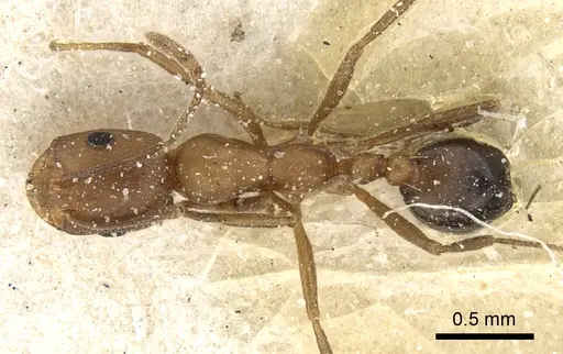 Monomorium bicolor - CASENT0249831