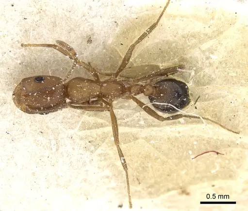 Monomorium bicolor - CASENT0249831