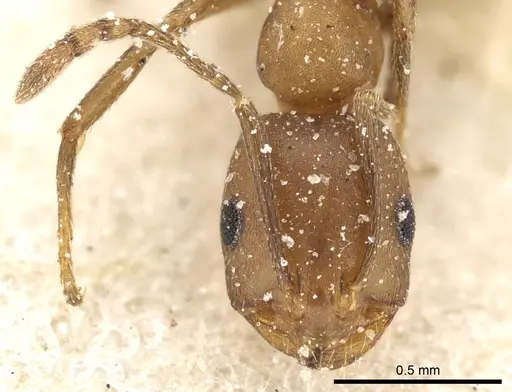 Monomorium bicolor - CASENT0249831