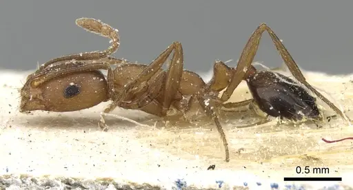 Monomorium bicolor - CASENT0249831