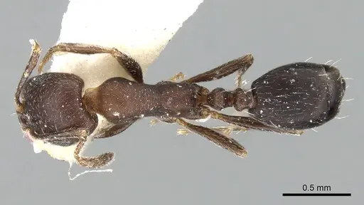 Monomorium bicolor - CASENT0249832