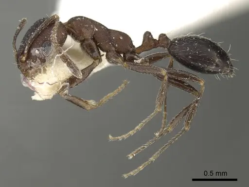 Monomorium bicolor - CASENT0249832