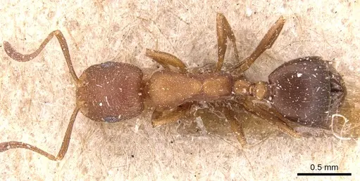 Monomorium bicolor - CASENT0904596