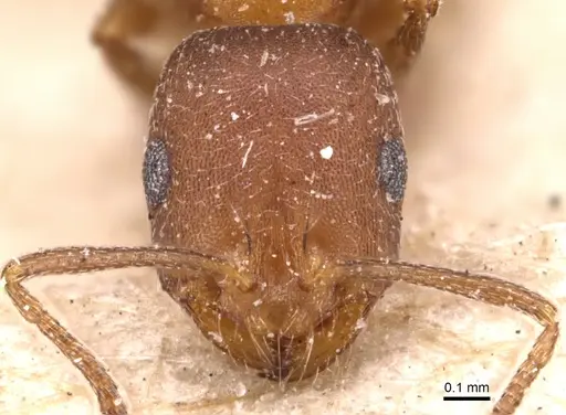 Monomorium bicolor - CASENT0904596