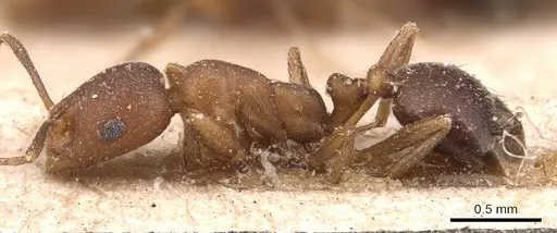 Monomorium bicolor - CASENT0904596