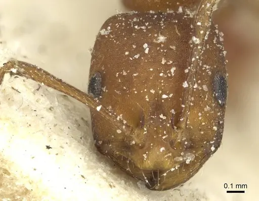 Monomorium bicolor - CASENT0913563