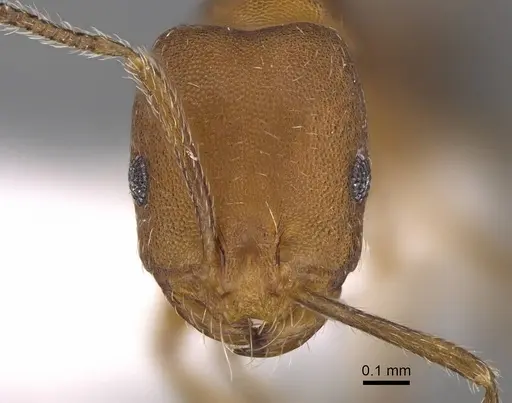 Monomorium bicolor - CASENT0922886