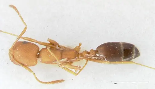 Monomorium bicolor - FOCOL1749