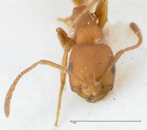 Monomorium bicolor - FOCOL1749