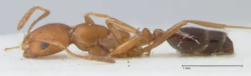 Monomorium bicolor - FOCOL1749