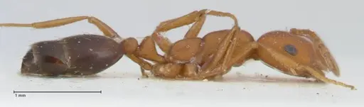 Monomorium bicolor - FOCOL1749