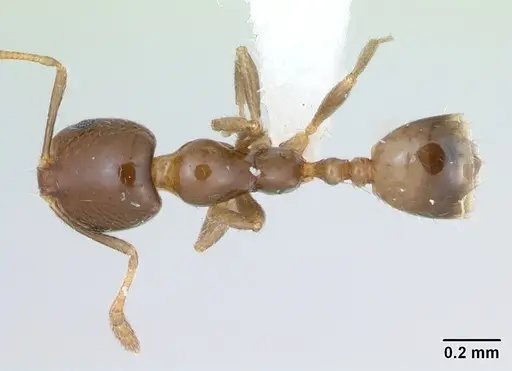 Monomorium bifidoclypeatum specimen