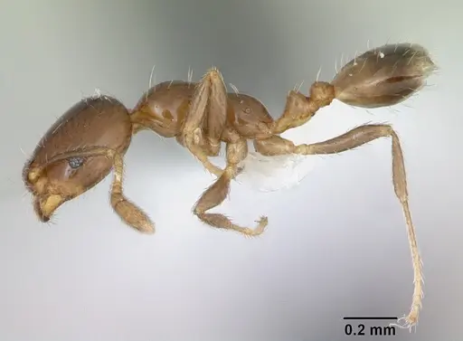Monomorium bifidoclypeatum specimen