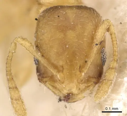 Monomorium biroi specimen