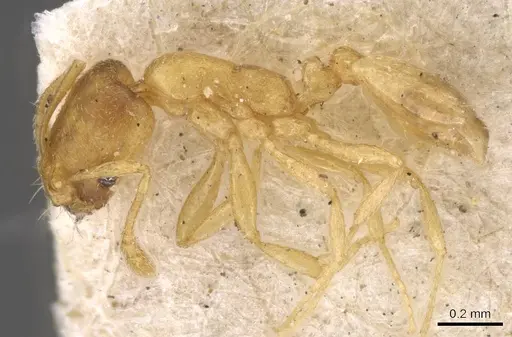 Monomorium biroi specimen
