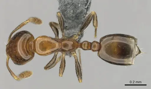 Monomorium boerorum specimen