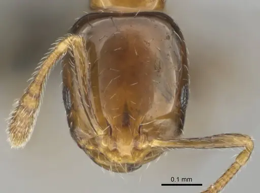 Monomorium boerorum specimen